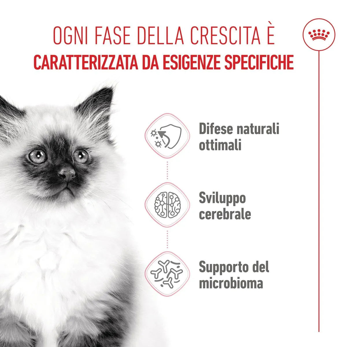 Kitten Royal Canin