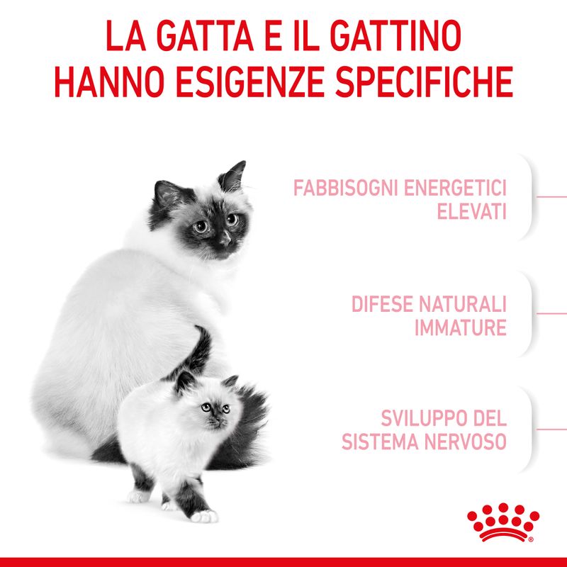 Mother and Babycat Royal Canin