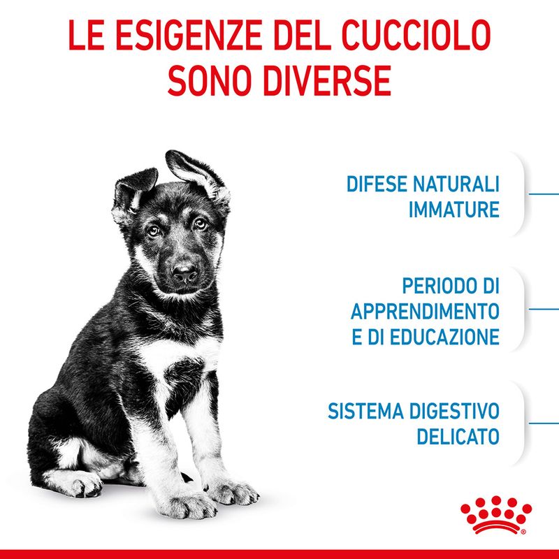 Puppy Maxy Royal Canin