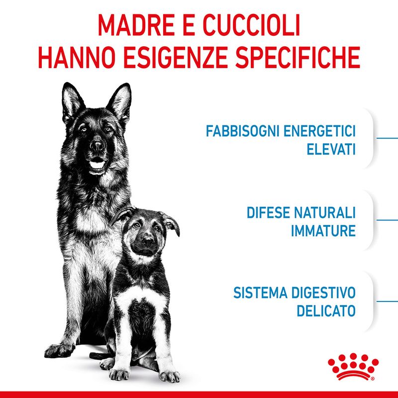 Starter Maxy Royal Canin