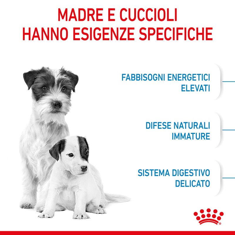 Starter Mini Royal Canin