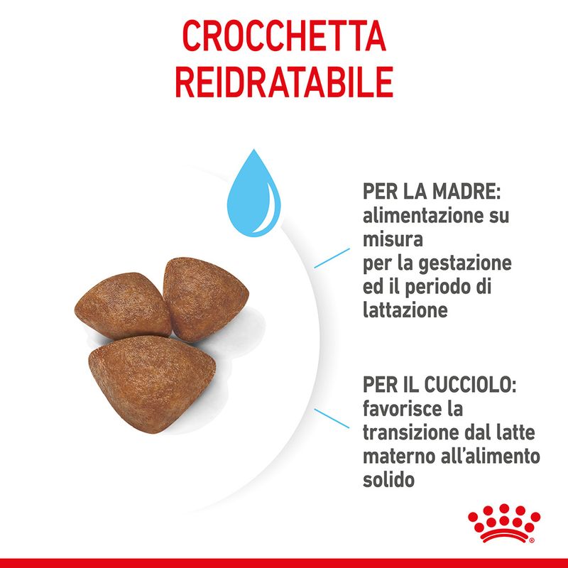 Starter Mini Royal Canin