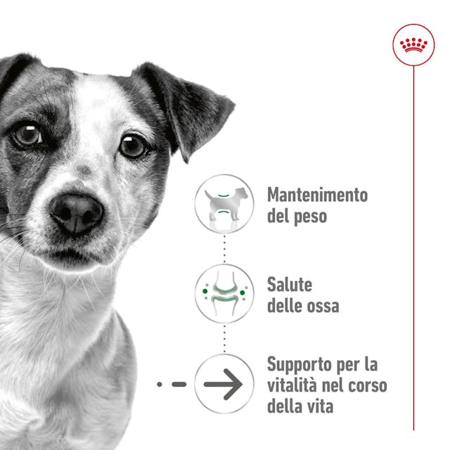Royal Canin Mini ageing 12+ 800g