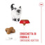 Kitten Royal Canin
