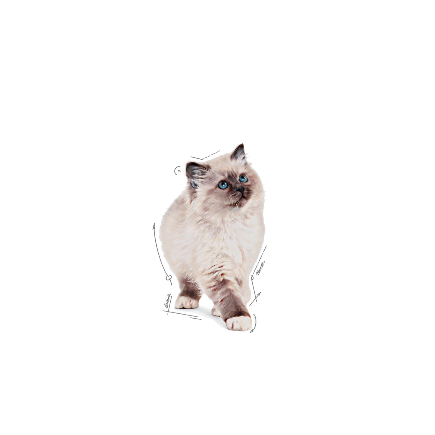 Kitten Royal Canin in Gelatina Scatola 12x85g