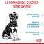 Puppy Maxy Royal Canin
