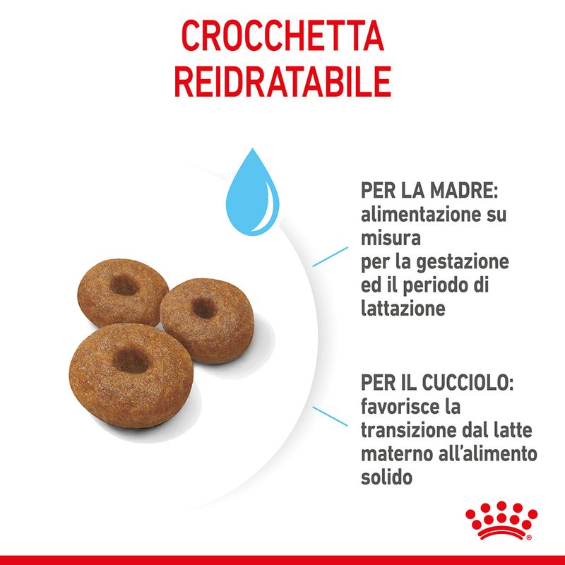 Starter Maxy Royal Canin