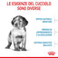 Puppy Medium Royal Canin