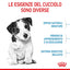 Puppy Mini Royal Canin